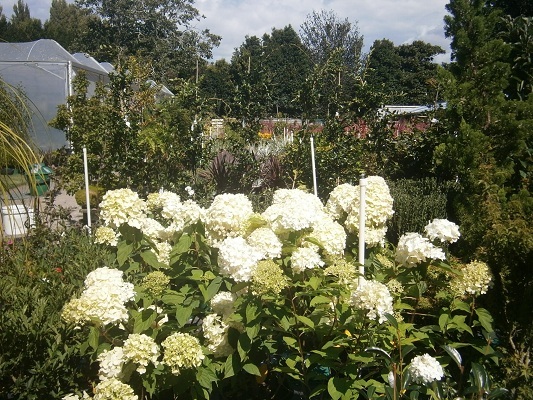 Hydrangea Limelight, NEW