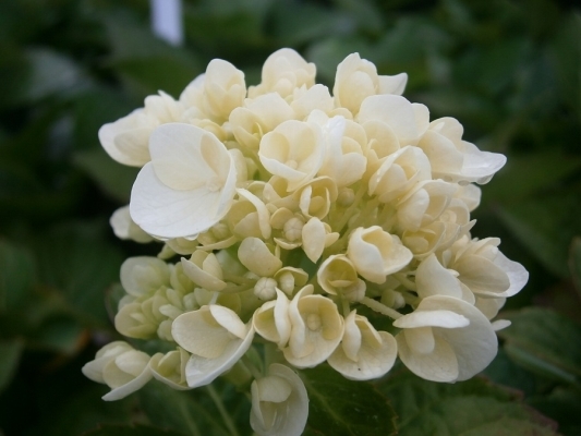 Plant nursery Tauranga wholesale shrubs Rotorua hedging plants
