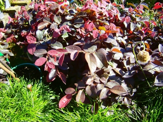 Plant nursery Tauranga wholesale shrubs Rotorua hedging plants